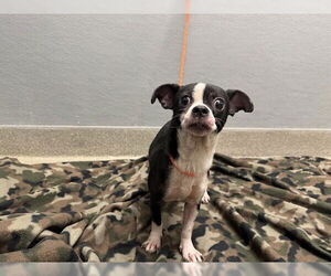 Chihuahua-Unknown Mix Dogs for adoption in Las Vegas, NV, USA