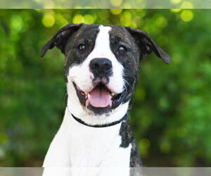American Pit Bull Terrier-Unknown Mix Dogs for adoption in Tavares, FL, USA