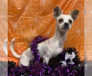 Chihuahua-Unknown Mix Dogs for adoption in Modesto, CA, USA