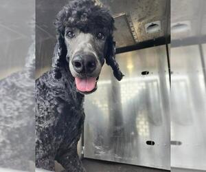 Poodle (Standard)-Unknown Mix Dogs for adoption in San Antonio, TX, USA