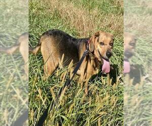 Beagle Dogs for adoption in Westminster, MD, USA