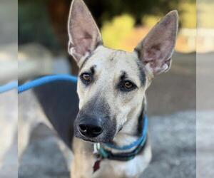 Basset Hound-German Shepherd Dog Mix Dogs for adoption in San Diego, CA, USA