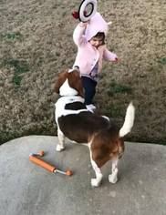 Beagle Dogs for adoption in Scottsboro, AL, USA