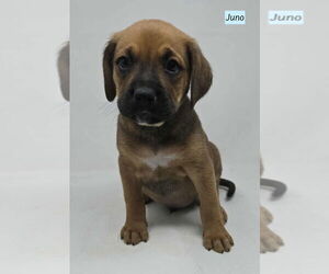 Boxador Dogs for adoption in Brewster, NY, USA