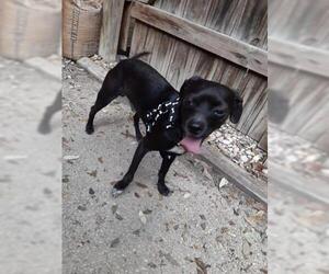 Pug Dogs for adoption in San Antonio, TX, USA