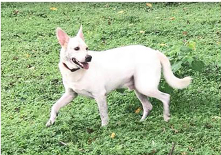Medium Photo #1 Labrador Retriever-Unknown Mix Puppy For Sale in Valrico, FL, USA