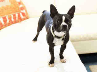 Boston Terrier Dogs for adoption in Hampton Bays, NY, USA