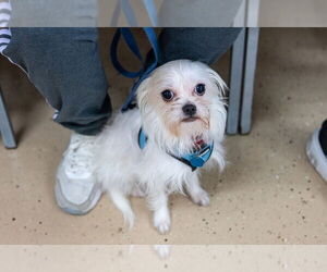 Maltese-Unknown Mix Dogs for adoption in Mundelein, IL, USA