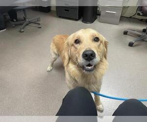 Golden Retriever Dogs for adoption in Pasadena, CA, USA