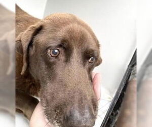 Labrador Retriever-Unknown Mix Dogs for adoption in Houston, TX, USA