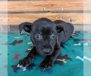 Chihuahua-Unknown Mix Dogs for adoption in Chico, CA, USA