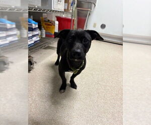 Dachshund-Unknown Mix Dogs for adoption in Bakersfield, CA, USA