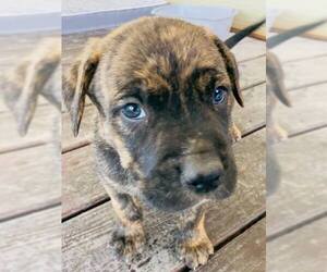 Labrador Retriever-Unknown Mix Dogs for adoption in San Antonio, TX, USA