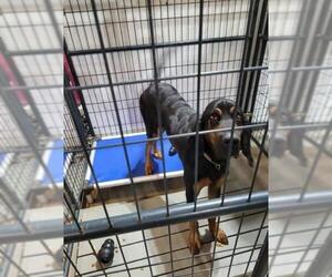 Bloodhound Dogs for adoption in Foristell, MO, USA