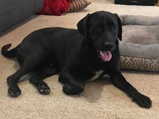 Labrador Retriever Dogs for adoption in Reeds, MO, USA
