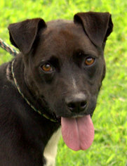 Medium Photo #3 Labrador Retriever-Unknown Mix Puppy For Sale in Sparta, TN, USA