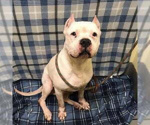 Dogo Argentino Dogs for adoption in Forestville, MD, USA