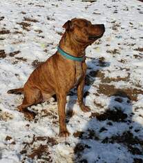 Bullboxer Pit Dogs for adoption in Waynesboro, PA, USA