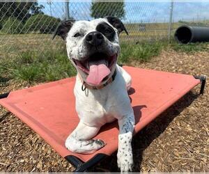 American Pit Bull Terrier-Unknown Mix Dogs for adoption in McKinleyville, CA, USA