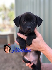 Labrador Retriever-Unknown Mix Dogs for adoption in Peachtree City, GA, USA