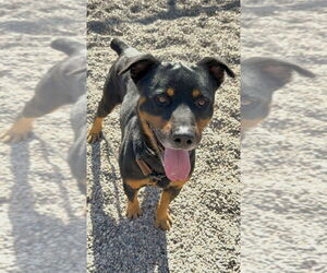 Rottweiler Dogs for adoption in Gilbert, AZ, USA