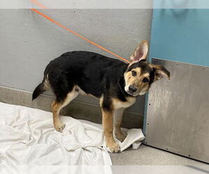 German Shepherd Dog-Unknown Mix Dogs for adoption in Las Vegas, NV, USA