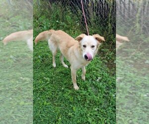 Golden Retriever-Unknown Mix Dogs for adoption in Evansville, IN, USA