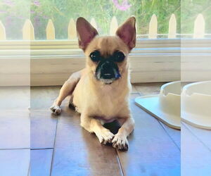 Chug Dogs for adoption in Lake Forest, CA, USA