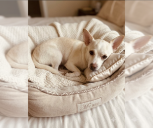 Chihuahua-Unknown Mix Dogs for adoption in Cranston, RI, USA