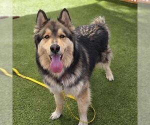 Medium Photo #1 Siberian Husky-Unknown Mix Puppy For Sale in Las Vegas, NV, USA