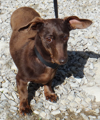 Dachshund Dogs for adoption in Stockport, OH, USA