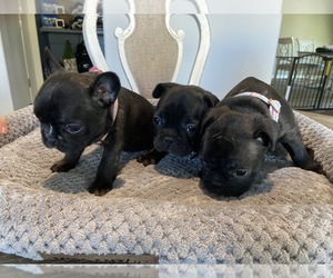French Bulldog Litter for sale in GOODYEAR, AZ, USA