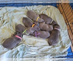 American Pit Bull Terrier Litter for sale in CHAMBERSBURG, PA, USA