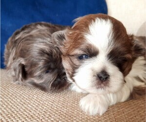 Shih Tzu Litter for sale in SAVANNAH, TN, USA