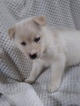 Small Photo #1 Pomsky Puppy For Sale in BELLEVILLE, PA, USA