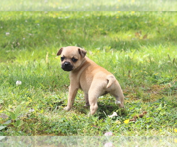 Medium Photo #1 Puggat Puppy For Sale in MEHERRIN, VA, USA