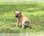 Small Photo #1 Puggat Puppy For Sale in MEHERRIN, VA, USA