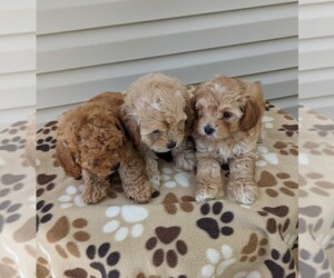 Poodle (Miniature)-Shorkie Tzu Mix Litter for sale in DUNNVILLE, KY, USA