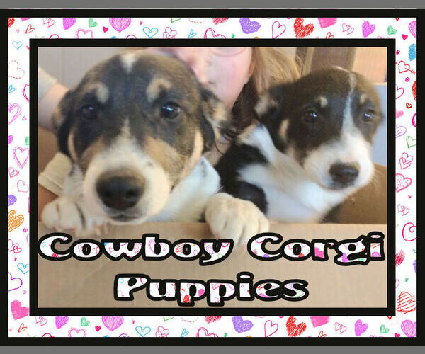 Medium Photo #1 Pembroke Welsh Corgi Puppy For Sale in GALLEGOS, NM, USA