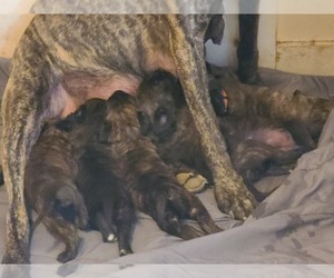 Mastiff Litter for sale in OAKFIELD, ME, USA