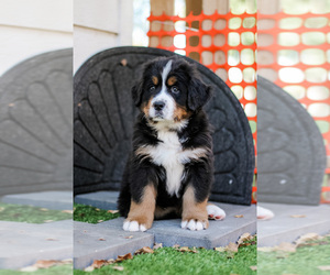 Bernese Mountain Dog Litter for sale in FAIRMONT, MN, USA
