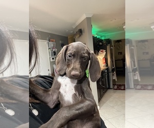 German Shorthaired Pointer Litter for sale in CORONA, CA, USA