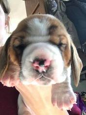 Basset Hound Litter for sale in LOWRY CITY, MO, USA