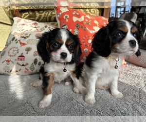 Cavalier King Charles Spaniel Litter for sale in LAWRENCE, MI, USA
