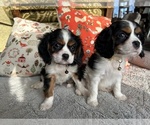 Small Photo #1 Cavalier King Charles Spaniel Puppy For Sale in LAWRENCE, MI, USA