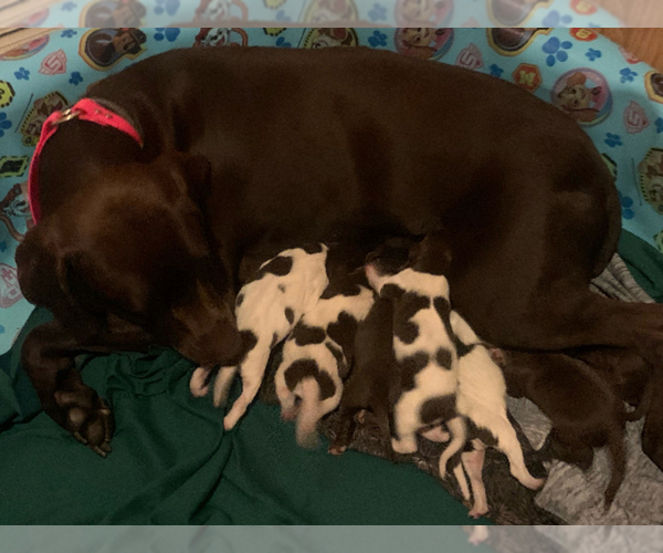 Medium Photo #1 German Shorthaired Pointer Puppy For Sale in EVANS MILLS, NY, USA