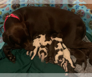 German Shorthaired Pointer Litter for sale in EVANS MILLS, NY, USA