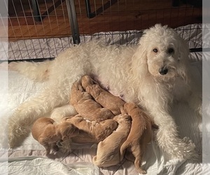 Goldendoodle Litter for sale in BRANDON, MS, USA