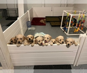 Goldendoodle Litter for sale in PICKERINGTON, OH, USA