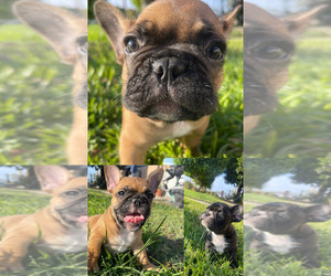 French Bulldog Litter for sale in ANAHEIM, CA, USA